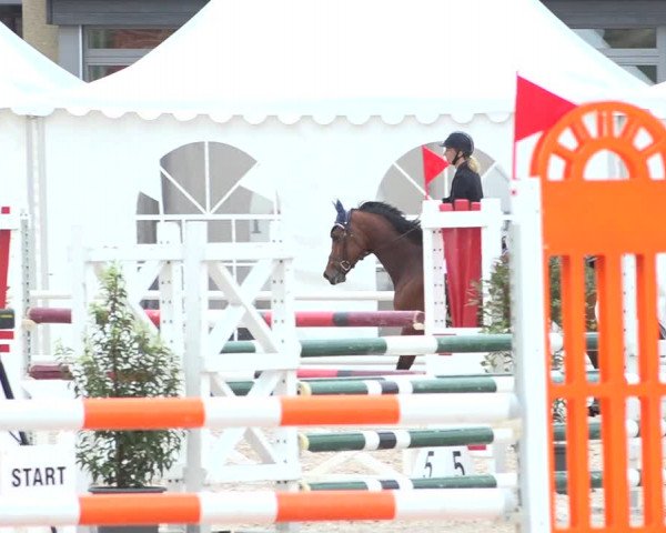 Reitturnier Zug 2019