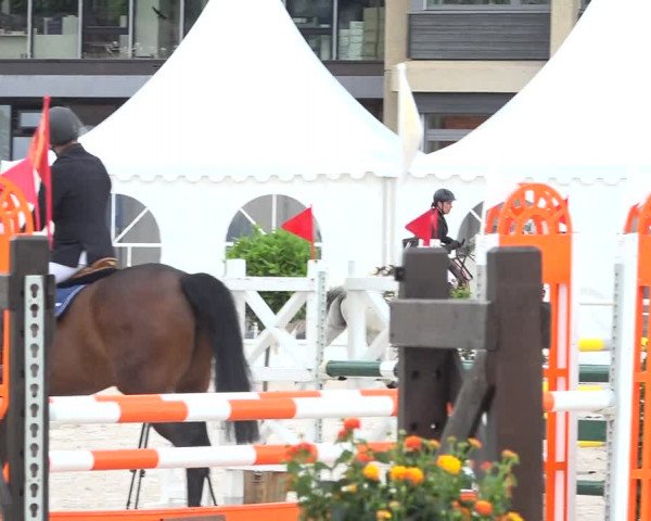 Reitturnier Zug 2019