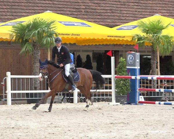 Reitturnier Zug 2019