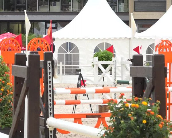 Reitturnier Zug 2019