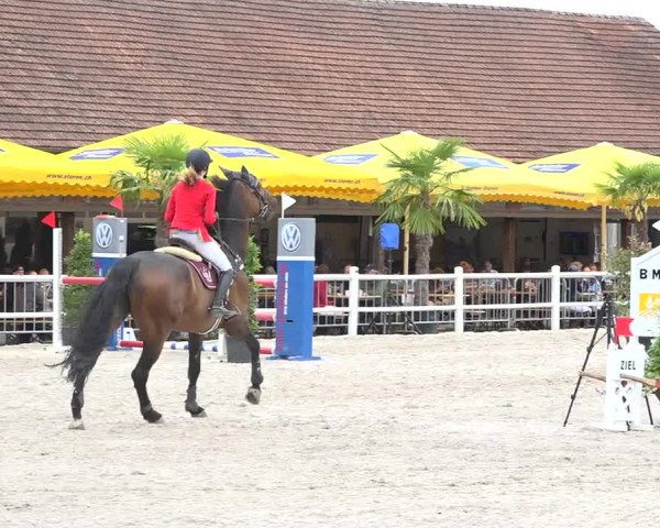Reitturnier Zug 2019