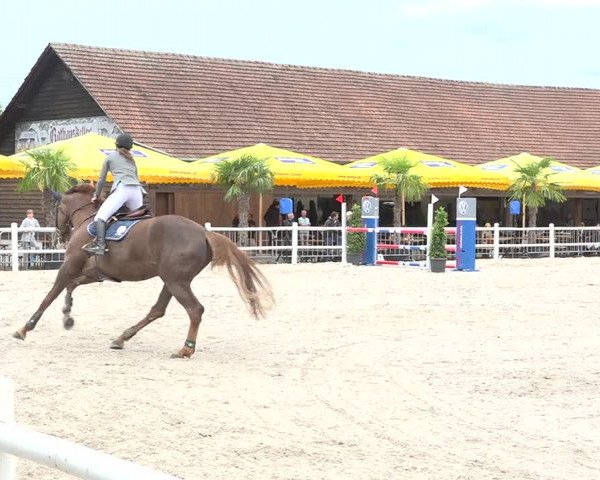 Reitturnier Zug 2019