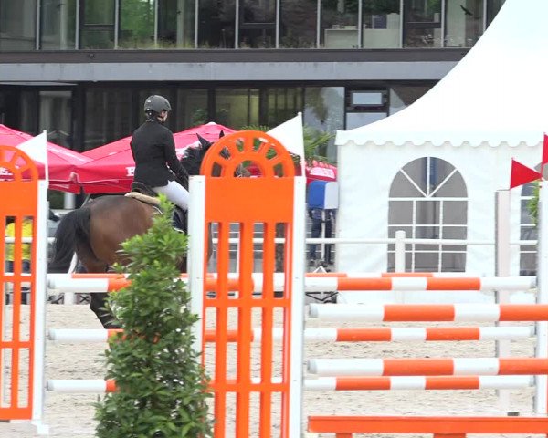Reitturnier Zug 2019