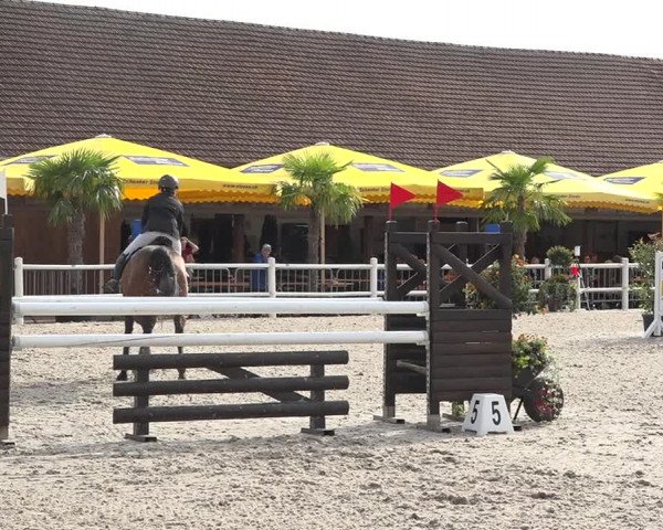 Reitturnier Zug 2019
