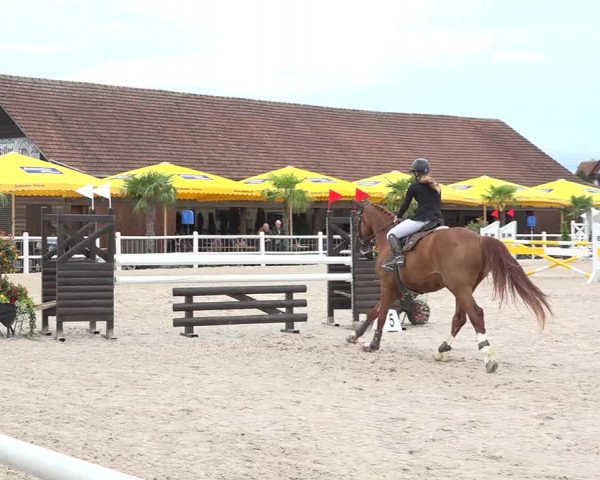 Reitturnier Zug 2019