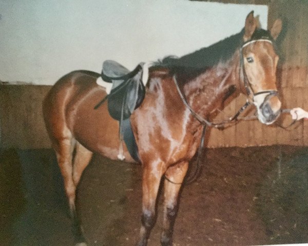 horse Bolero (Thuringia,  , from Blaubart xx 3319)
