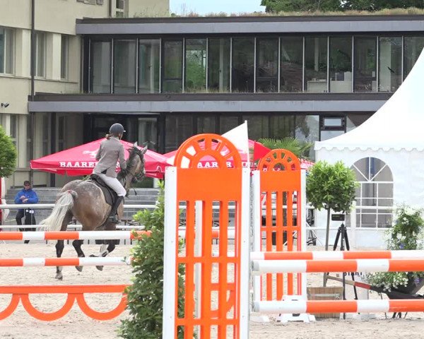 Reitturnier Zug 2019