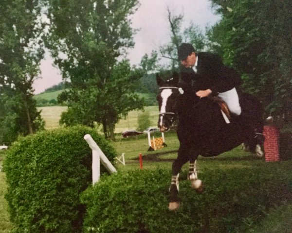 stallion Corrado 31 (Hessian Warmblood, 1990, from Caruso)