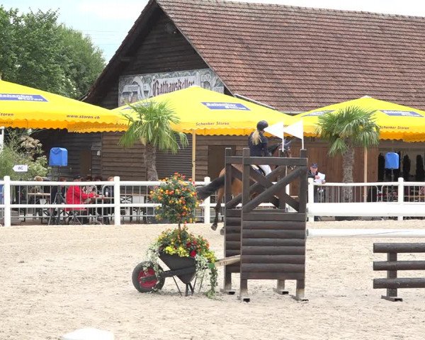 Reitturnier Zug 2019
