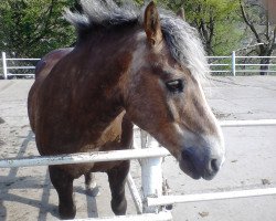 dressage horse Ataman (Haflinger, 1996, from Anstand)