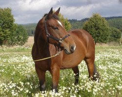 dressage horse La Maz (Hessian Warmblood, 1996, from Le Cou Cou)