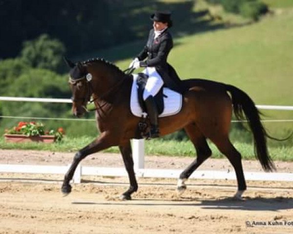 dressage horse Fidertraum 2 (Hanoverian, 2008, from Fidertanz) dressage horse Fidertraum 2 (Hanoverian, 2008, from Fidertanz)