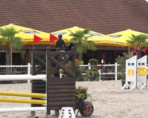 Reitturnier Zug 2019