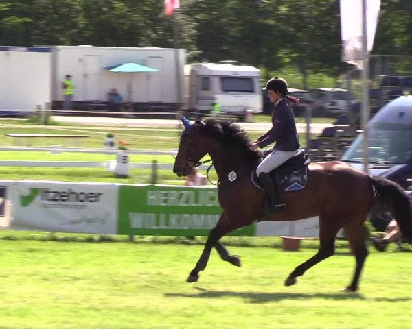 Reitturnier Rendsburg 2019