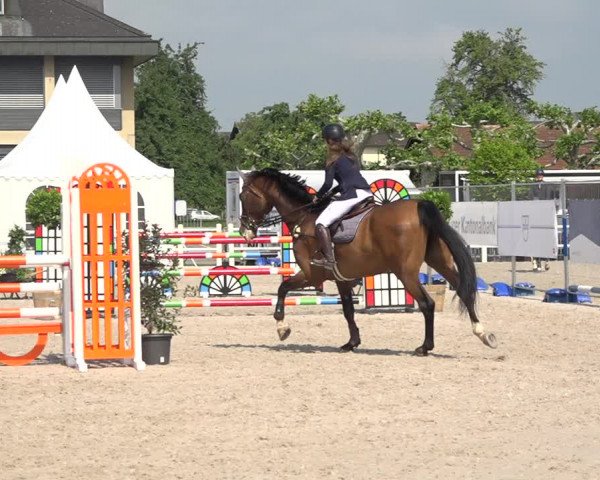 Reitturnier Zug 2019