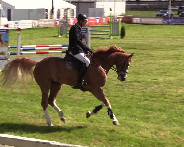 Reitturnier Rendsburg 2019