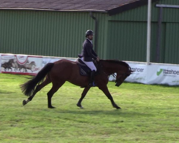 Reitturnier Rendsburg 2019