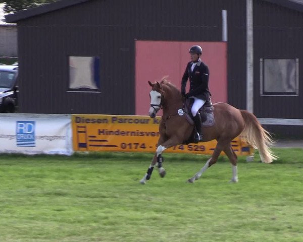 Reitturnier Rendsburg 2019
