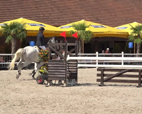 Reitturnier Zug 2019