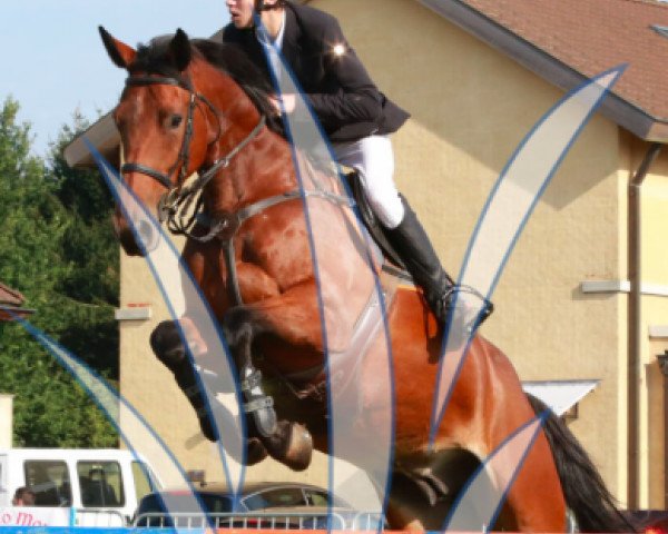 jumper Jakarta van het Raafveld (Belgian Warmblood, 2009, from Cooper van de Heffinck)