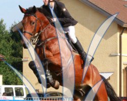 jumper Jakarta van het Raafveld (Belgian Warmblood, 2009, from Cooper van de Heffinck)
