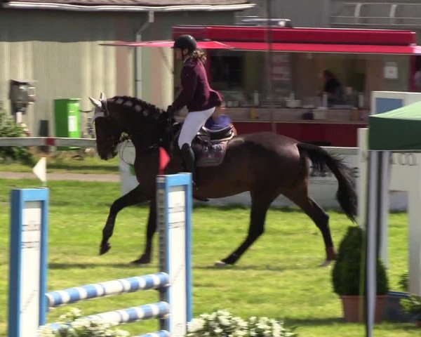 Reitturnier Rendsburg 2019