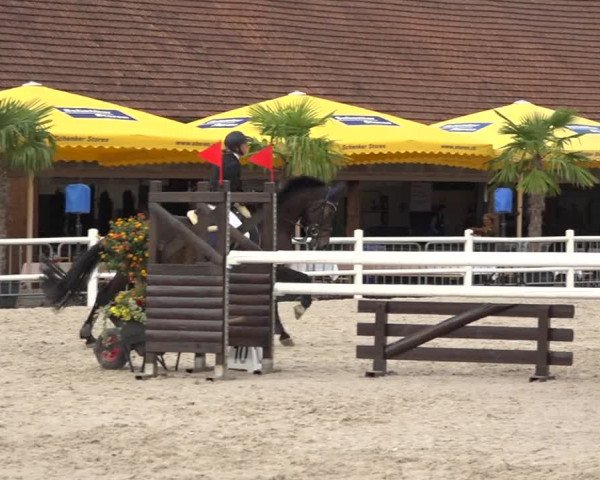 Reitturnier Zug 2019