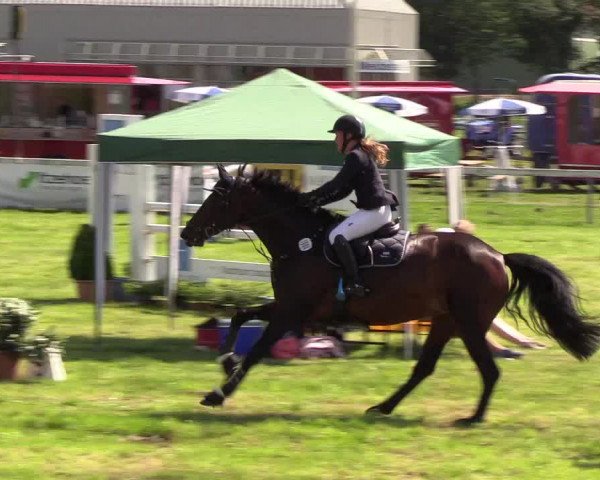 Reitturnier Rendsburg 2019