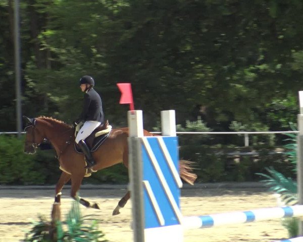 Reitturnier Bochum-Nord 2019