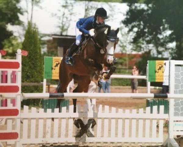 Springpferd Arioso's Clown (Westfale, 2008, von Arioso du Theillet)
