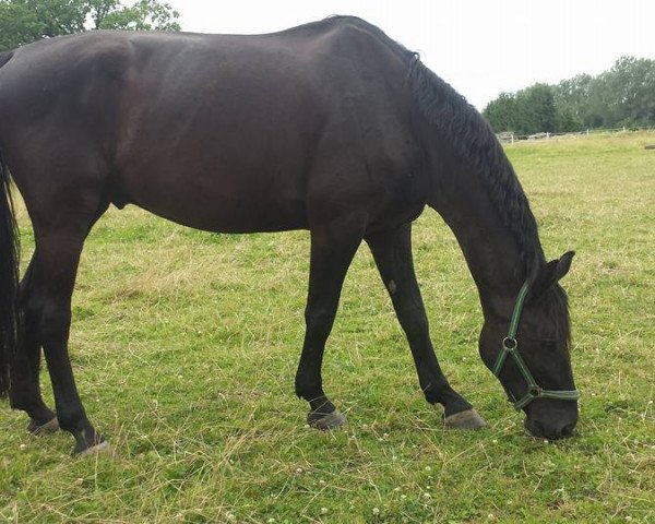 dressage horse Paolo (German Sport Horse, 2008, from Showtime)