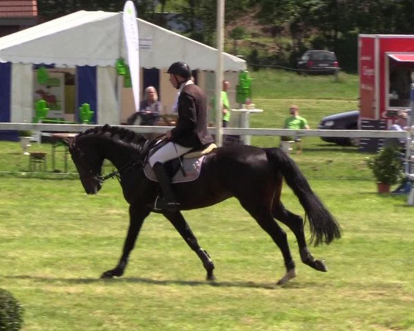 Reitturnier Rendsburg 2019