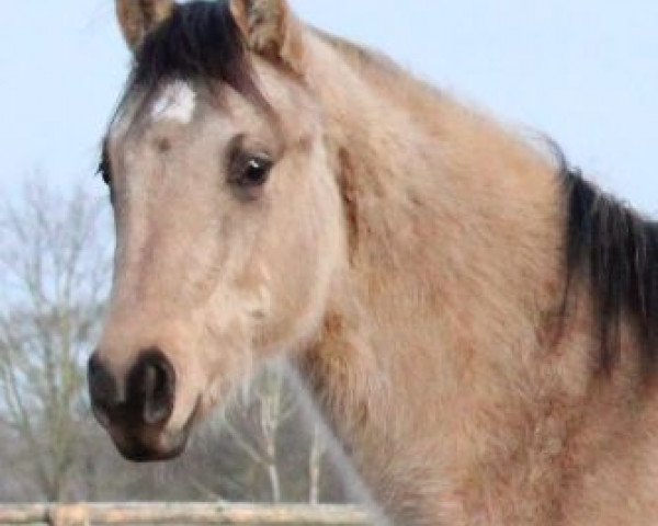 broodmare Hayat Esmee (Quarab, 2016, from BPR Crystal Dear Chex)