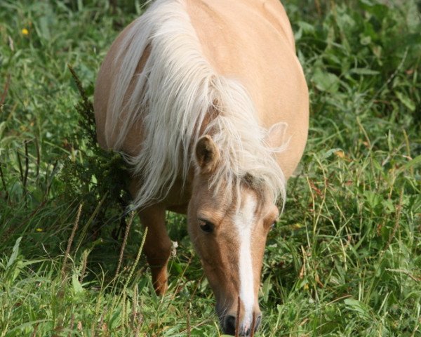 Zuchtstute Kalina (Shetland Pony, 2007, von Kimba)