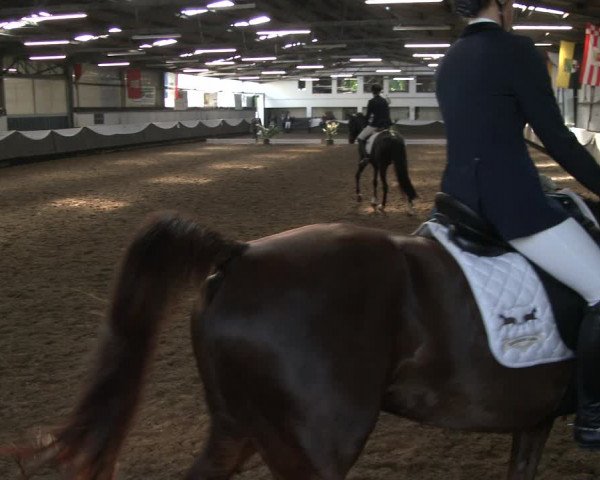 Reitturnier Bochum-Nord 2019