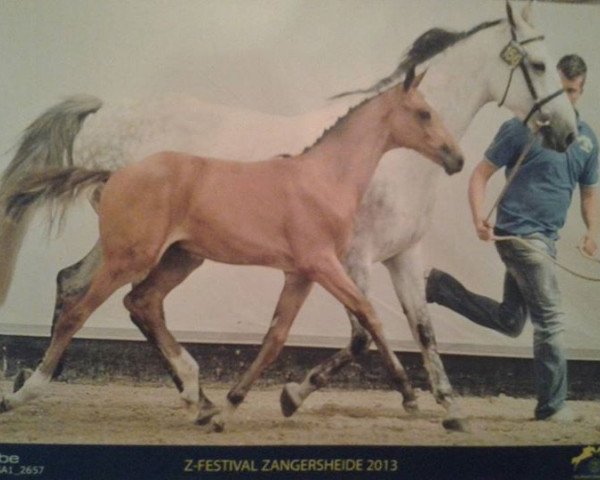 broodmare Cartina G Z (Zangersheide riding horse, 2005, from Crown Z)