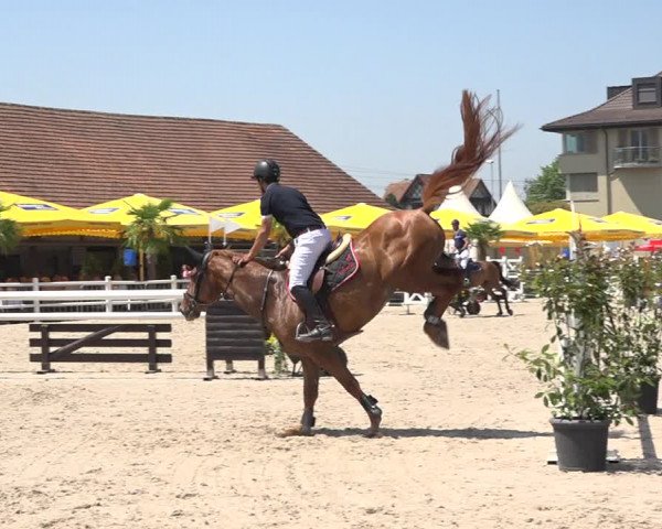 Reitturnier Zug 2019