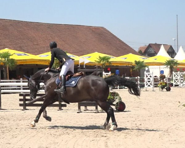 Reitturnier Zug 2019