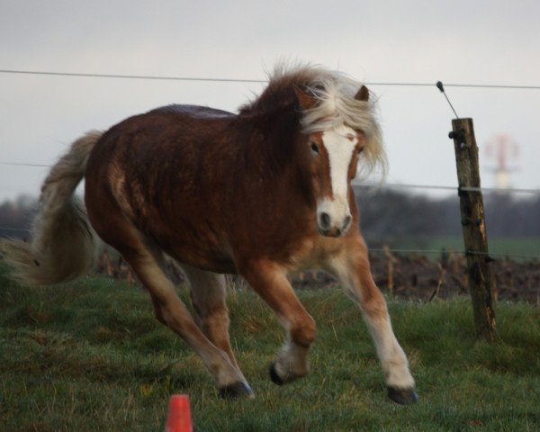 Zuchtstute Aurora (Haflinger, 2004, von Alfonso RH)