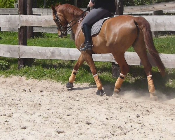 dressage horse Secret Star 2 (Oldenburg, 2005, from Sandro Song)
