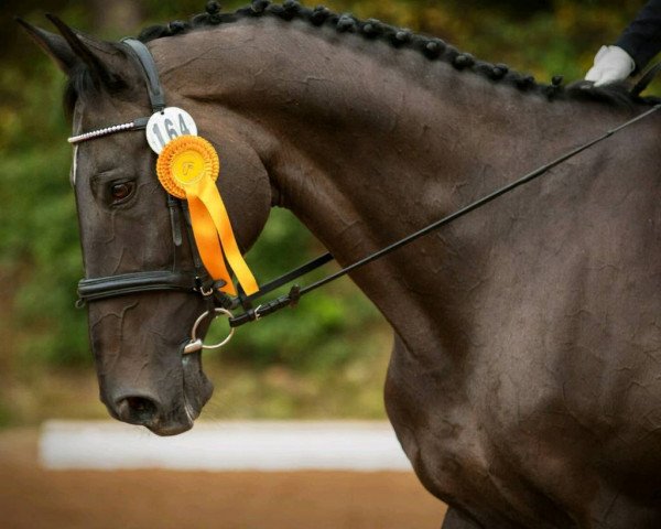 dressage horse Lillifee 100 (Württemberger, 2003, from Lucio Silla xx)