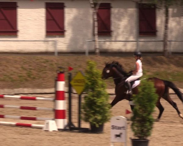 Reitturnier Lgl.-Oberhain, B95 2019