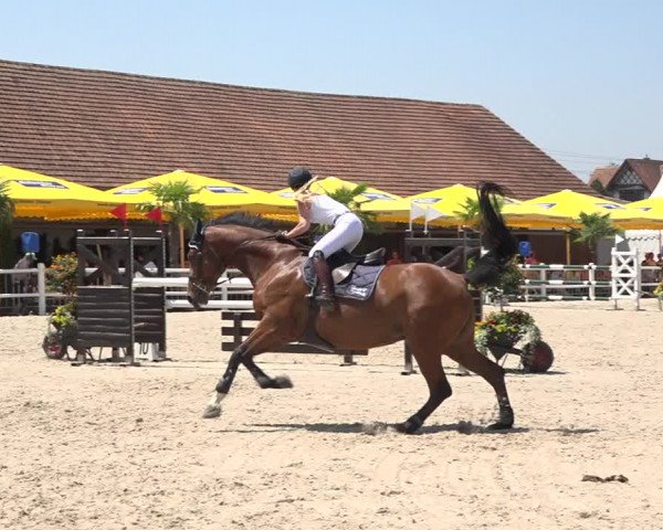 Reitturnier Zug 2019