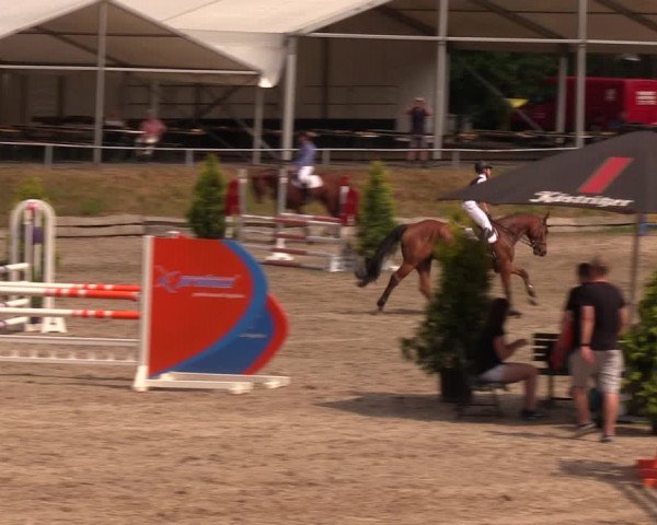 Reitturnier Lgl.-Oberhain, B95 2019