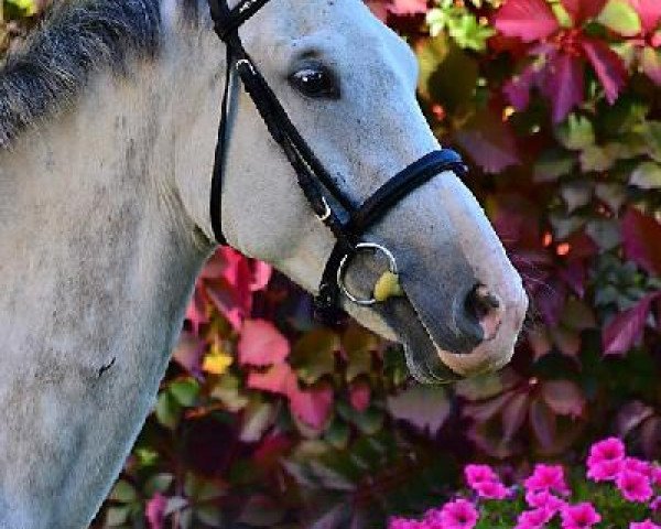 broodmare Dunka (Great Poland (wielkopolska), 2006, from Chleb)