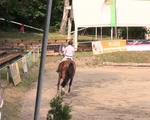 Reitturnier Lgl.-Oberhain, B95 2019