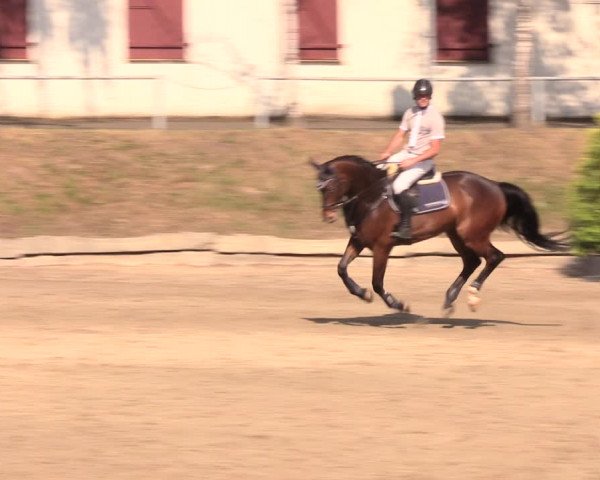 Reitturnier Lgl.-Oberhain, B95 2019