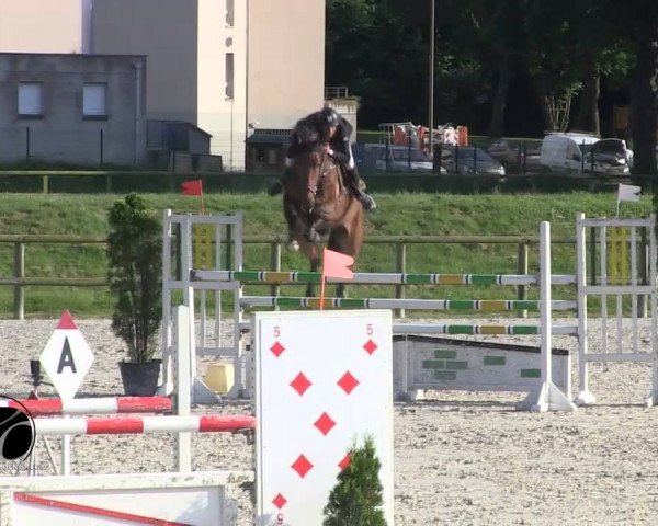 horse Vanikoro de Mars (Selle Français, 2009, from Lamm de Fétan)