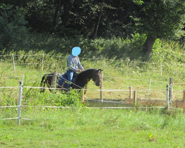 broodmare Verai (Oldenburg, 2012, from Now Or Never M)