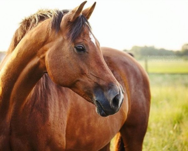broodmare Tosca (Holsteiner, 2003, from Lorentin I)